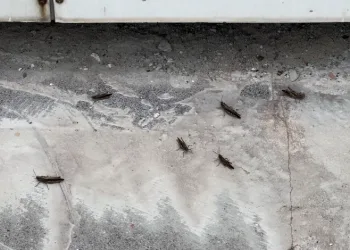 Tatvan'da çekirge istilası