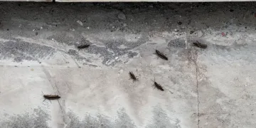 Tatvan'da çekirge istilası