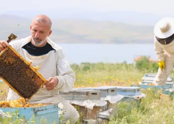 Toz taşınımı polene ulaşımı zorlaştırdı