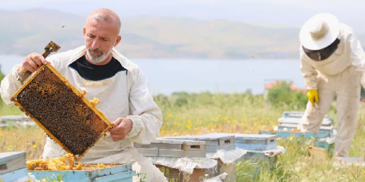 Toz taşınımı polene ulaşımı zorlaştırdı