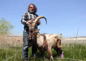 Yaralı yaban keçisi tedaviye alındı