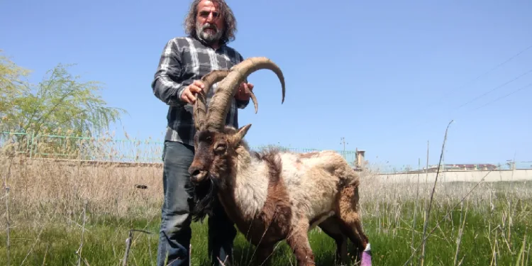 Yaralı yaban keçisi tedaviye alındı