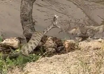 Elazığ’da engerek yılanı görüldü
