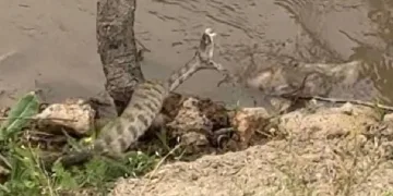 Elazığ’da engerek yılanı görüldü