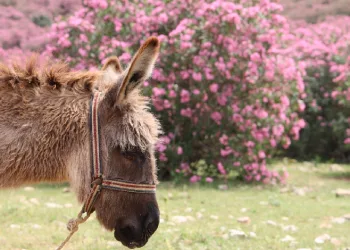 Kozan dağları pembeye büründü