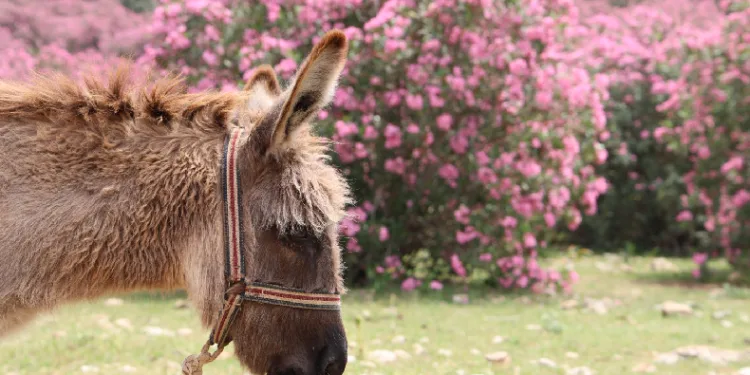 Kozan dağları pembeye büründü
