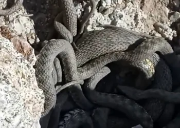 Sürü halinde yılanlar görüntülendi