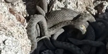 Sürü halinde yılanlar görüntülendi