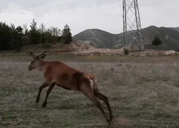 Gümüşhane dağlarına 3 kızıl geyik salındı