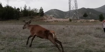 Gümüşhane dağlarına 3 kızıl geyik salındı