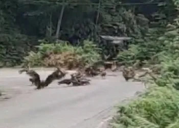 Rize’de doğan sürüsü yola indi