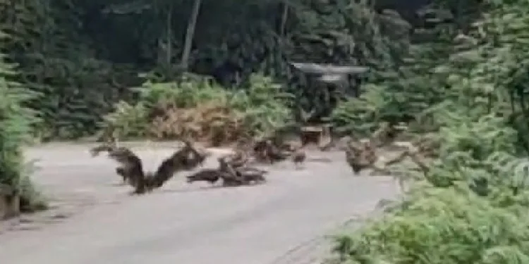 Rize’de doğan sürüsü yola indi