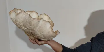 3 kiloluk mantar görenleri şaşırttı