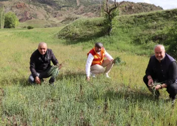 Erzurum’un dağlarında yemlik bereketi