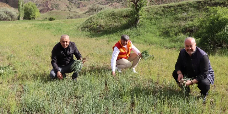 Erzurum’un dağlarında yemlik bereketi