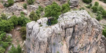 Kayanın üzerindeki ağaç dikkat çekti