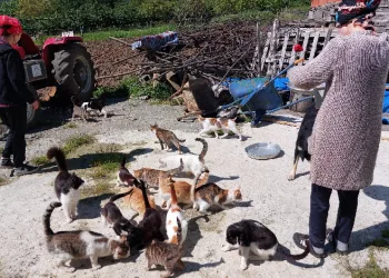 48 hayvana el işi yaparak bakıyorlar