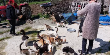 48 hayvana el işi yaparak bakıyorlar