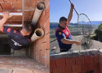 Mahsur kalan yavru güvercinler kurtarıldı