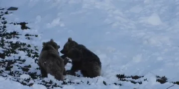 Boz ayıların kar eğlencesi