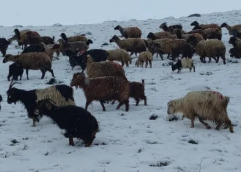 Koyun sürüsü kara yakalandı
