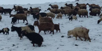Koyun sürüsü kara yakalandı