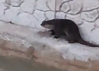 Su samuru ve yaban keçisi görüntülendi