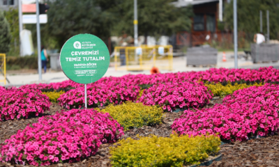 Milyonlarca çiçek toprakla buluşuyor