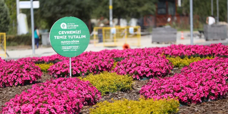 Milyonlarca çiçek toprakla buluşuyor