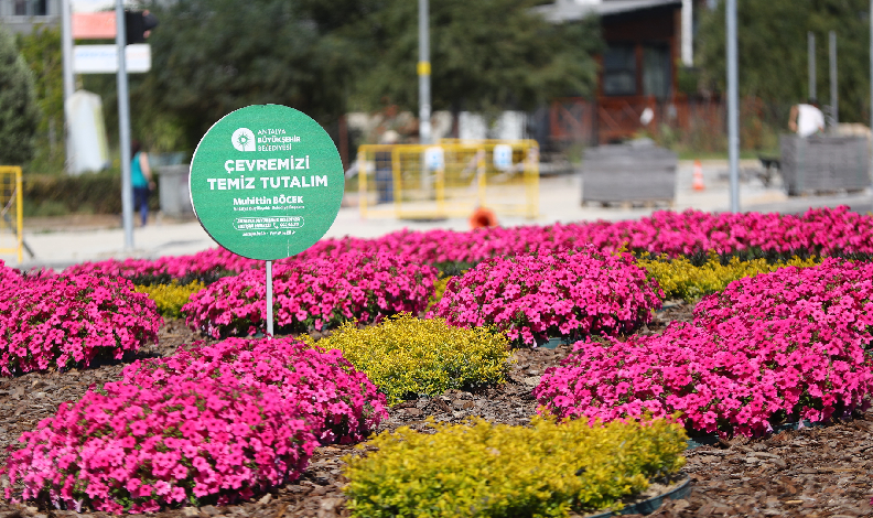 Milyonlarca çiçek toprakla buluşuyor