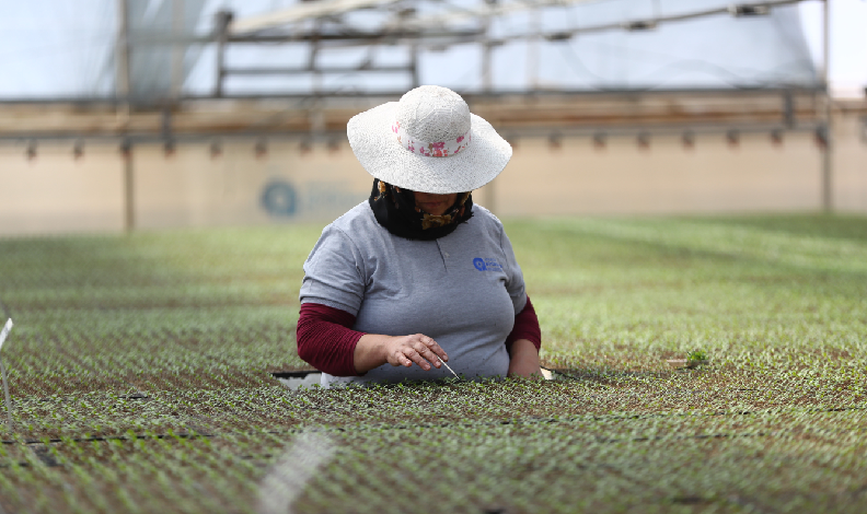 Milyonlarca çiçek toprakla buluşuyor