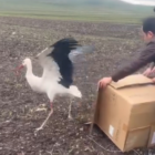 Tedavisi tamamlanan leylek doğaya bırakıldı