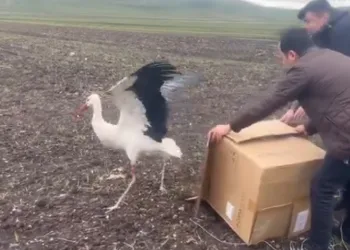Tedavisi tamamlanan leylek doğaya bırakıldı