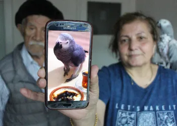 Kayıp papağan ‘Can’ aranıyor