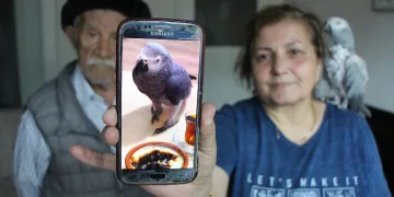 Kayıp papağan ‘Can’ aranıyor