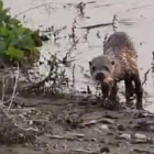Siirt’te nesli tehdit altında olan su samuru görüntülendi