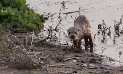 Siirt’te nesli tehdit altında olan su samuru görüntülendi