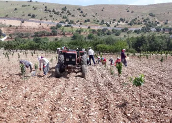 Bin 500 liraya çalıştıracak günübirlik işçi bulamıyor