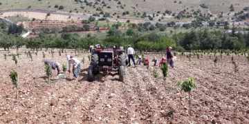 Bin 500 liraya çalıştıracak günübirlik işçi bulamıyor