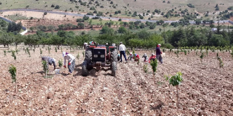 Bin 500 liraya çalıştıracak günübirlik işçi bulamıyor