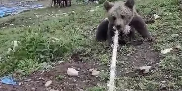 Kuyuya düşe ayıyı halatla kurtardılar