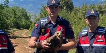 Yaralı şahinin yardımına jandarmalar yetişti