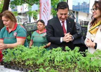Menteşe’de ücretsiz fidan dağıtımı