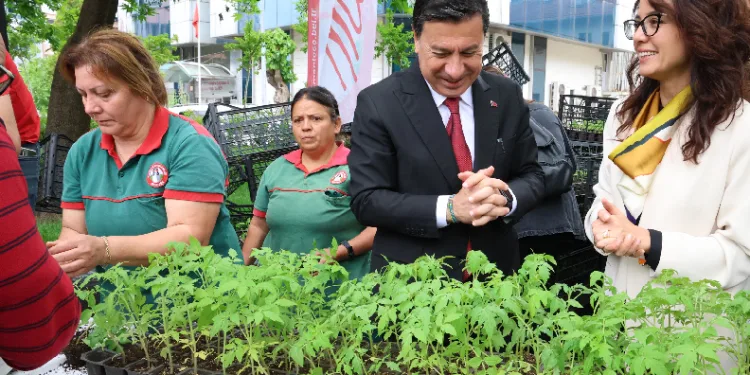 Menteşe’de ücretsiz fidan dağıtımı