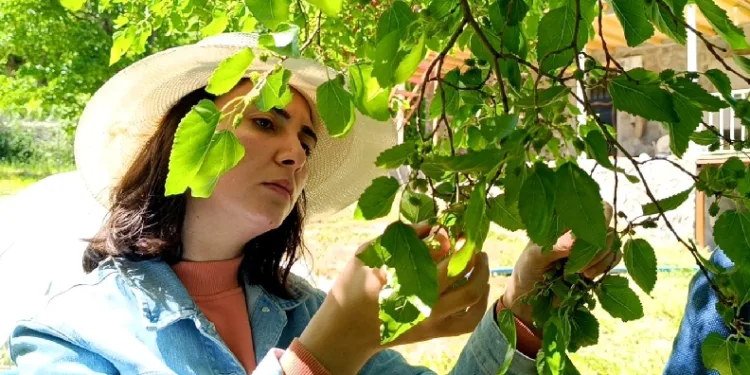 Ani sıcaklık değişimleri dutun merkezini vurdu