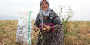 Soğanı hayrına dağıttığını duyan geldi