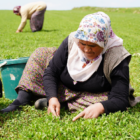 Türkülere konu olan madımağı ticarileştirdi