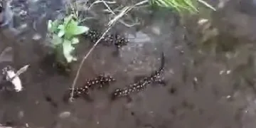 Elazığ’da ‘sarı benekli semender’ görüldü