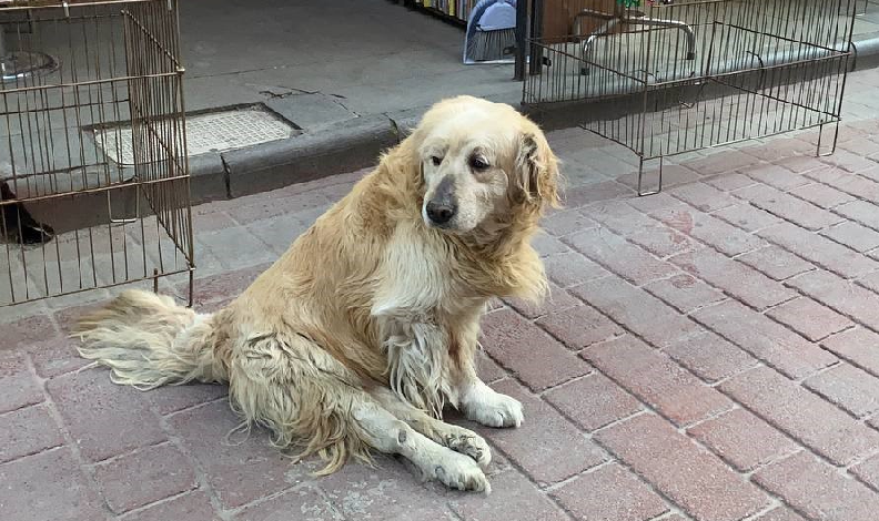 Esnafın maskotu: "Diren" köpek