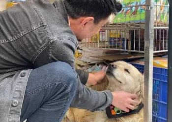 Esnafın maskotu: "Diren" köpek